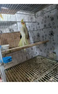 عروس هلندی گم شده