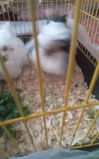 ۲تا خوکچه به همراه قفس