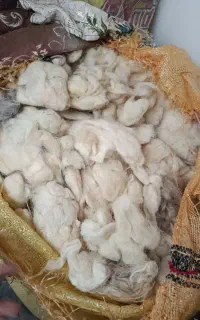 پشم گوسفند