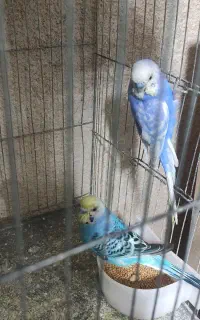 مرغ عشق. انگلیسی ، برزیلی ،