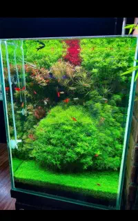 ماهی پمپ آکواریوم