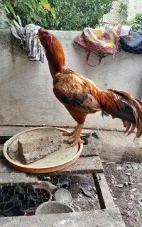 خروس لاری اصیل