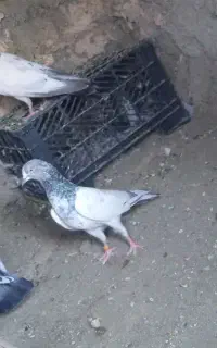 کفتر