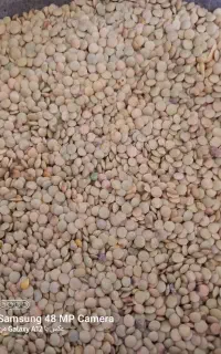 عدس درجه یک عالی کیلویی ۲۰۰
