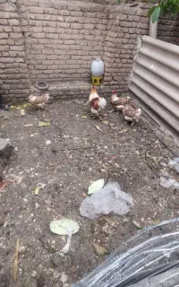 مرغ وخروس ویاندوت اورنج جوان ،