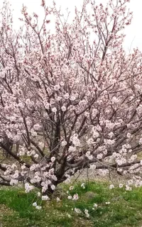 زمین کشاورزی کشاورزی