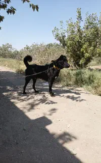 سگ نگهبان