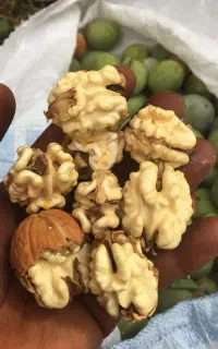 اگه به نهال گردو علاقع داری این نهال برای توعه