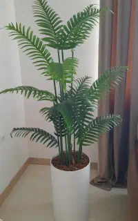 گل شامادورا