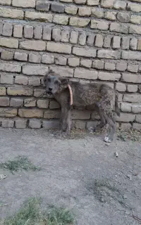 واگذاری سگ خراسانی اصیل