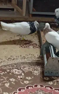 سلام دوستان ۷تا کبوترطوقی گم کردم در رویان