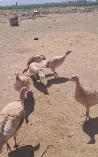 بوقلمون محلی