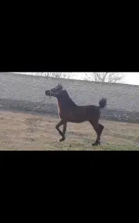 کره نریان با اصالت