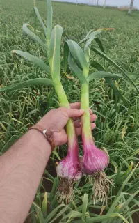 اکیپ کارگر سیر میخوام  بره  فردا 9هزار تومان فوری