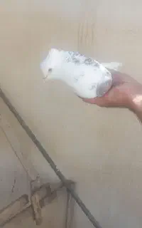 ۴عدد کبوتر گرفتنی
