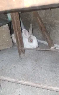 این خیلی بزرگ