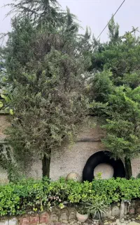 درخت لاسون ۱۰ ساله