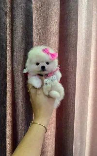 سگ جیبی/ پامرانین خرسی / شیتزو فلت / پودل عروسکی