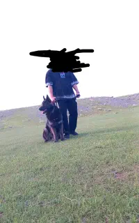 سگ ژرمن بلک