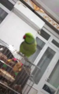 طوطی ملنگو
