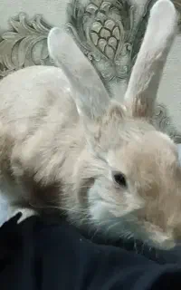 خرگوش ۶ ماهه