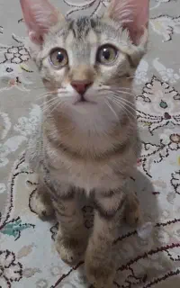 واگذاری رایگان بچه گربه ۳ ماهه