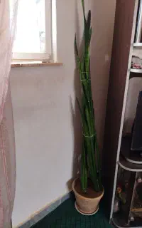 گل به همراه گلدان
