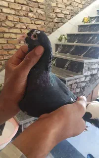 پلنگ سیاه نر