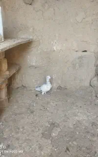 یک عدد  سار