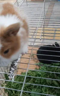 فروش خرگوش دررنگ های مختلف آماده آموزش ودستی کردن