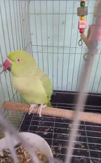 طوطی ملنگو ماده بالغ
