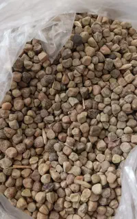 گرگرو فروش