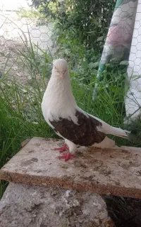 کبوتر دوبالی
