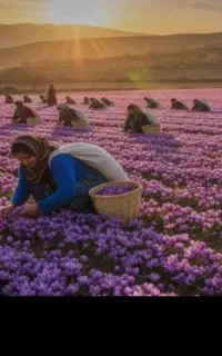گلچین زعفران شما هستیم