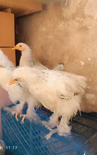 جوجه برهما لایت