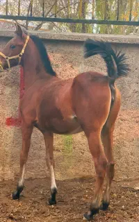 اسب مادیان کرد کره