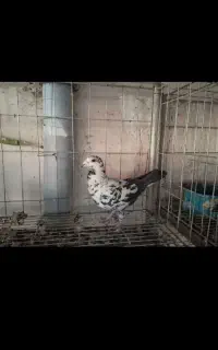 مجسمه کبوتر