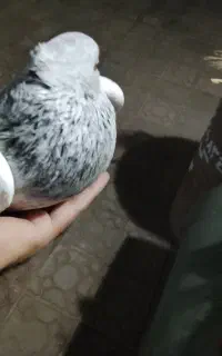 جوجه مرغ محلی
