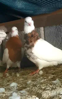 طوقی لامرد