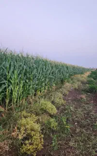 فروش ذرت علوفه