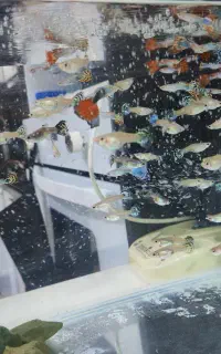 ماهی گوپی