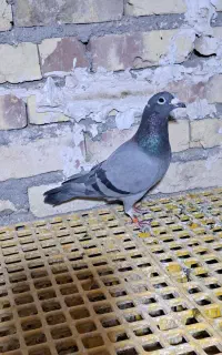 کفتر