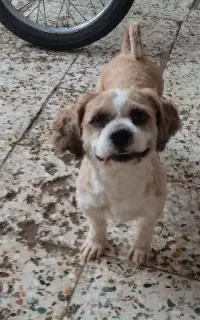 سگ پاکوتاه پشمالو