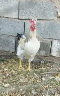 خروس محلی چاق