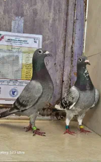 یک جفت مسافتی بی نظیر