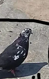 کفترکله ماستی ماده حیوون خوب سرحال بپر