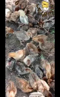جوجه گلپایگانی ۱۶روزه موجود است