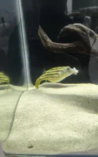 ماهی پافر فاهاکا