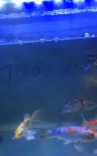 ماهی کوی نژاد دار