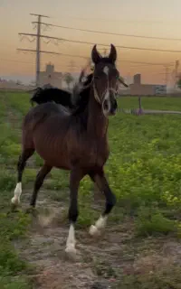 کره نریان وقتی زمین زیر سم هایش به لرزه درمی آید